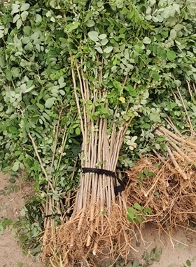 洋槐花树苗洋槐树刺槐树苗槐树苗食用槐花树苗白色洋槐花树庭院载