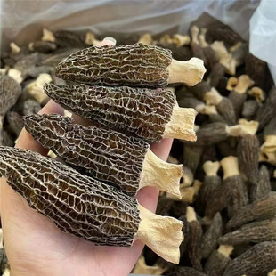 羊肚菌干货100g 大个肉厚牛肚菌菇儿童辅食菇煲汤煲粥健脾免疫力