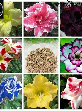 Desert Rose Seeds Balcony Potted Bonsai Plants Adenium Obesu
