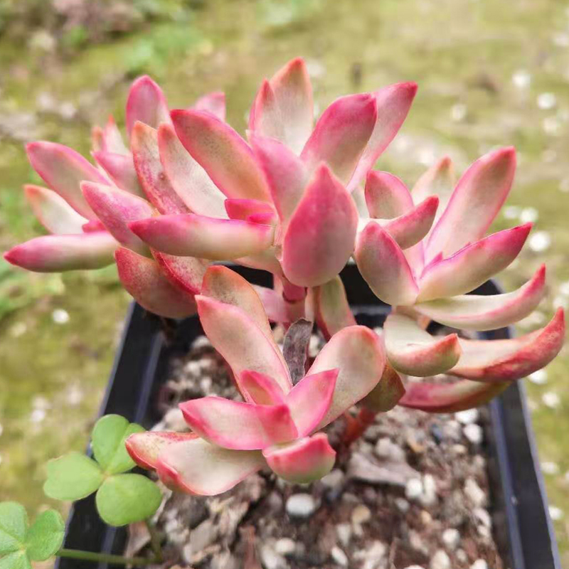 赤鬼城青锁龙 多肉植物百科图片 培育种植 饲养繁殖 Sbike
