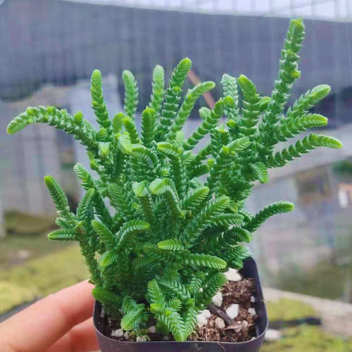 若绿多肉植物价格 若绿多肉植物图片 星期三