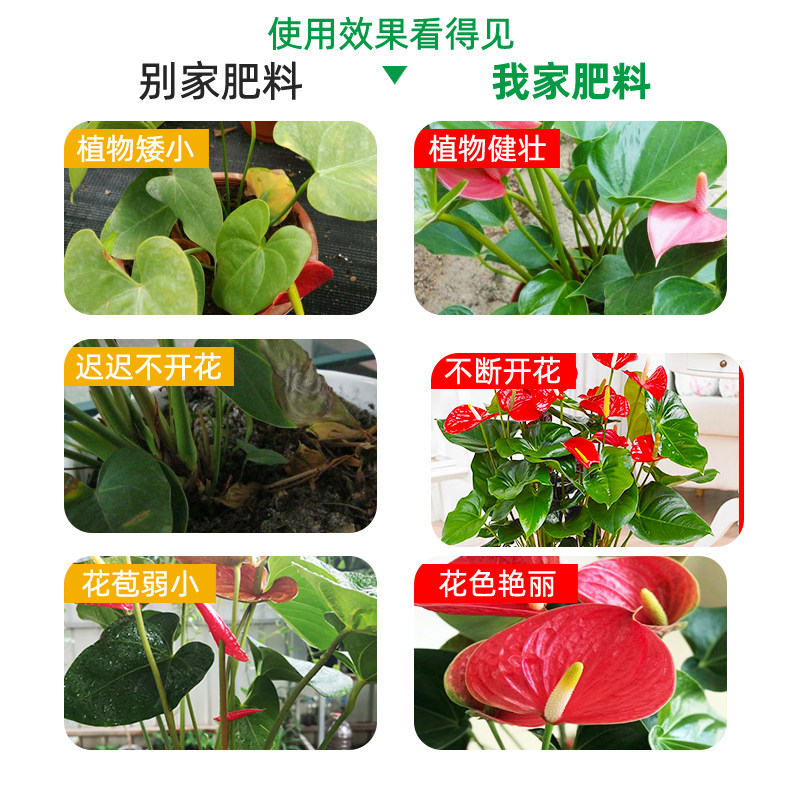 火鹤营养液红掌专用肥料粉掌红掌水培营养液通用花肥盆栽化肥黄叶