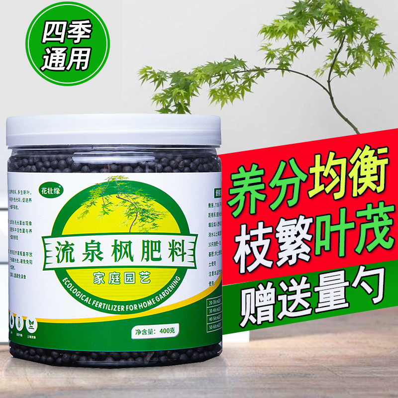 流泉枫盆景盆栽水培土培四季专用