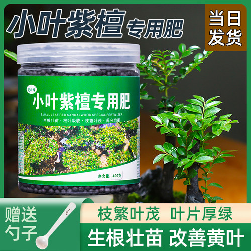 小叶紫檀肥料促进生长绿叶