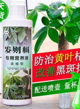 发财树肥料专用肥发财树专用营养液治黄叶掉叶室内盆栽水培绿植肥