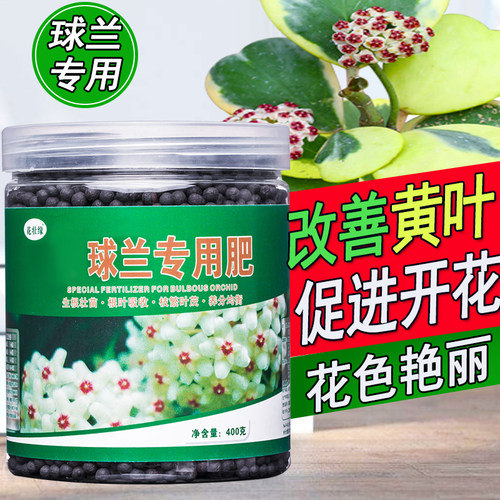 球兰肥料促生长开花减少病害