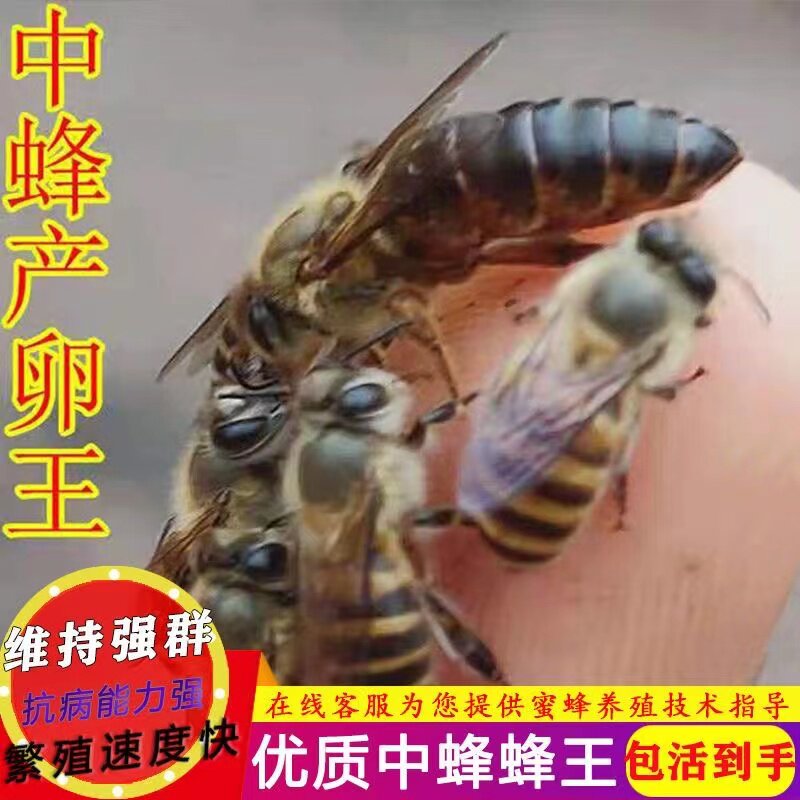 中蜂蜂王种王优质高产蜜蜂活体产卵王双色杂交交尾阿坝黑色处女王