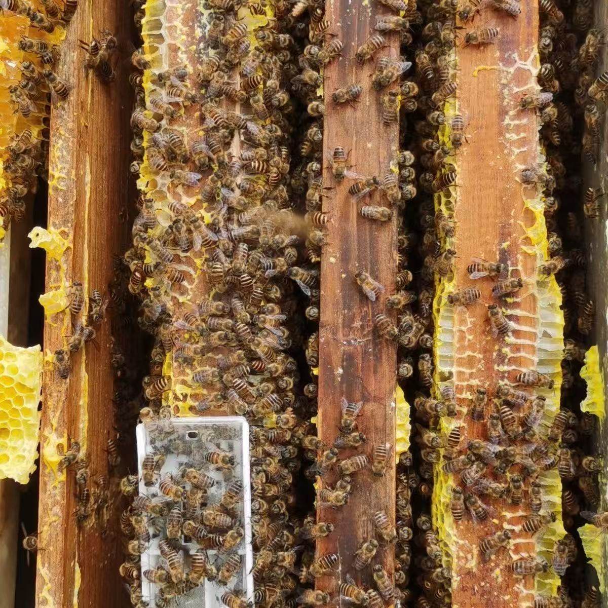 活体蜜蜂群 中蜂蜂群 带王蜜蜂群 阿坝中蜂中华土蜂笼蜂出售包邮