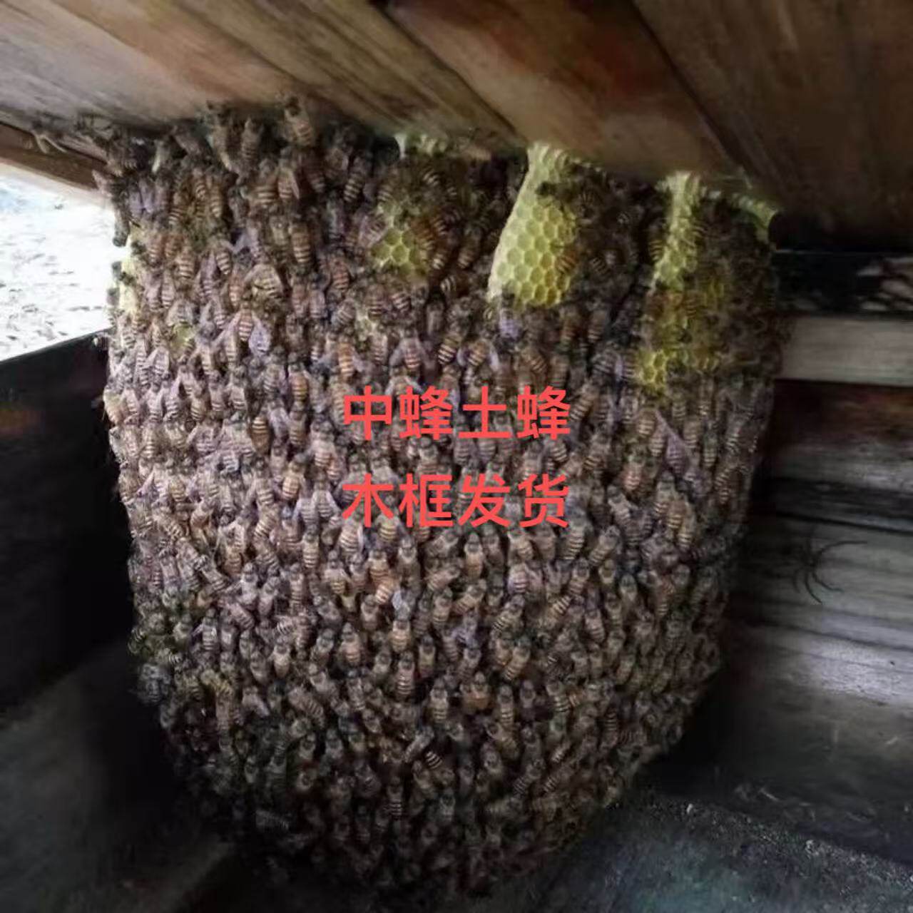 活体蜜蜂群 中蜂蜂群 带王蜜蜂群 阿坝中蜂中华土蜂笼蜂出售包邮