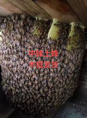 活体蜜蜂群 中蜂蜂群 带王蜜蜂群 阿坝中蜂中华土蜂笼蜂出售包邮