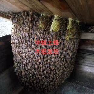 活体蜜蜂群 中蜂蜂群 带王蜜蜂群 阿坝中蜂中华土蜂笼蜂出售包邮