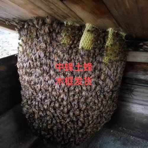 活体蜜蜂群中蜂蜂群带王蜜蜂群