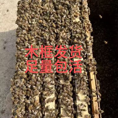 中蜂蜂群蜜蜂土蜂群中华蜜蜂群笼蜂群带王带蜂箱蜂群带产王