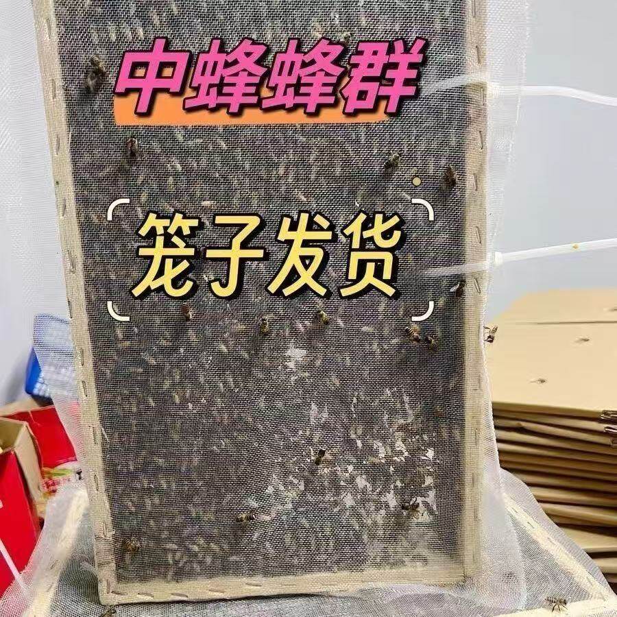 中蜂蜂群带王蜜蜂活体养殖带子脾阿坝中蜂带蜂箱中华土蜂出售笼蜂