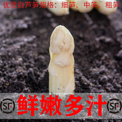 头茬新鲜白芦笋农家自种现采现发鲜嫩蔬菜中西餐食材顺丰包邮