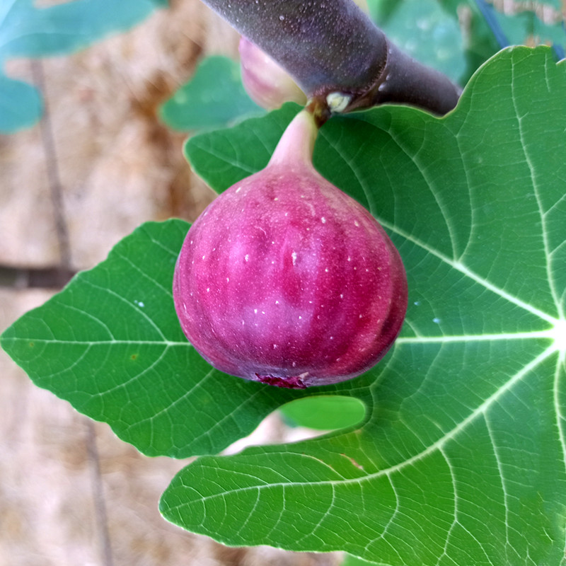 新鲜无花果枝条扦插嫁接10/20/50/100根装