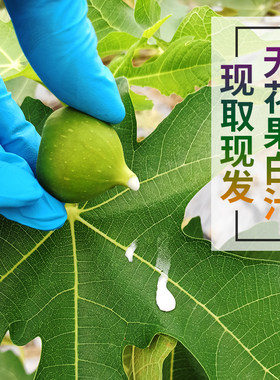 新鲜无花果白汁原浆乳液汁液现挤