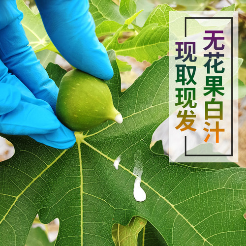 无花果白汁原浆乳液新鲜液体 树茎叶枝汁扁平猴子神奇5ml装包邮