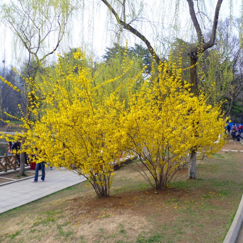 垂吊攀援花卉迎春苗连翘花初春使者金色的小喇叭瀑布般的迎春花苗