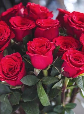 卡罗拉红色玫瑰月季花苗大花浓香四季开庭院阳台盆栽耐寒耐热切花