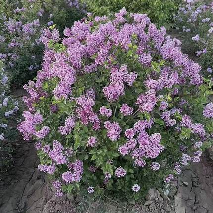 丁香花盆栽丁香花树苗庭院别墅浓香型地栽花卉耐寒植物风景树四季