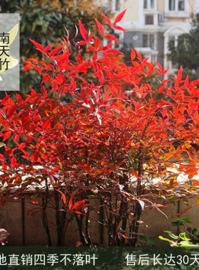 火焰南天竹盆景老桩树苗庭院四季红天竹室内客厅阳台盆栽竹子盆栽