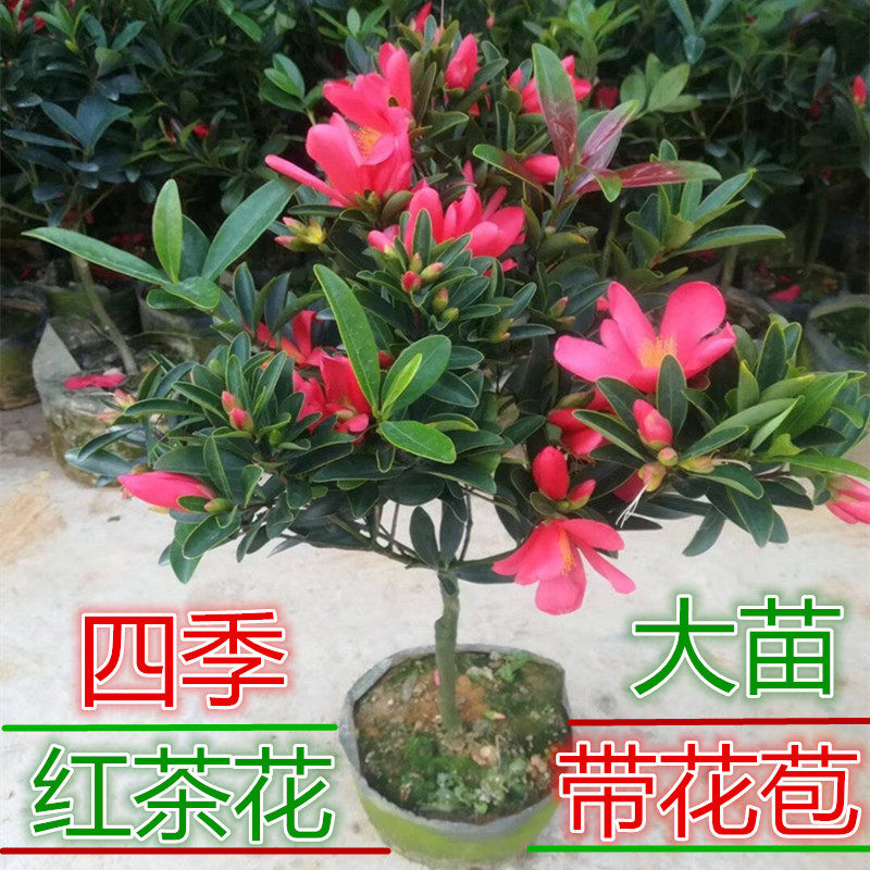 四季杜鹃红山茶花盆栽树苗庭院阳茶花