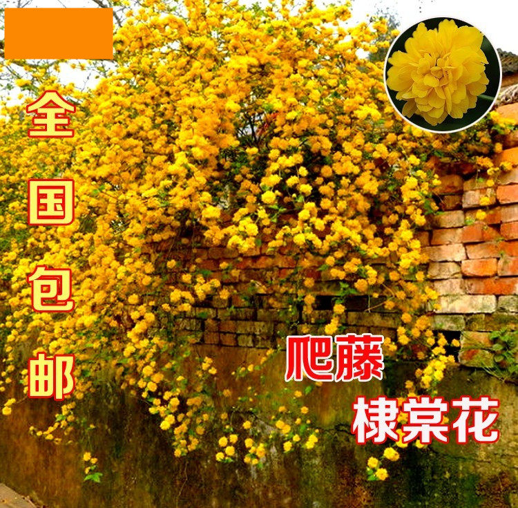 爬藤攀缘植物棣棠苗美丽的重瓣棣