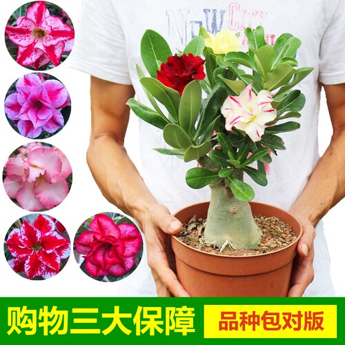 沙漠玫瑰植物盆栽盆景老桩室内四季好养重瓣花卉盆栽植物多年生