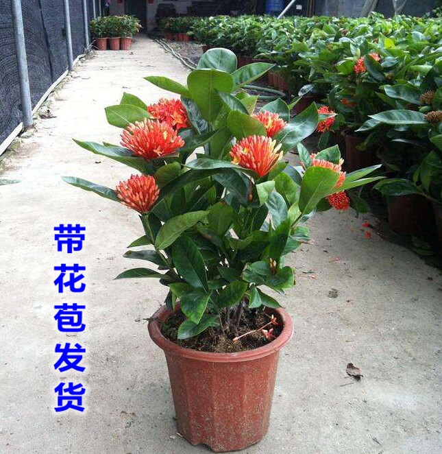 进口龙船花盆栽带花好养庭园四季