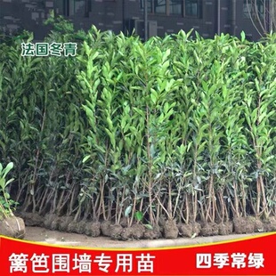 庭院绿化苗木法国冬青北海道日本珊瑚树庭院篱笆墙四季常青树苗