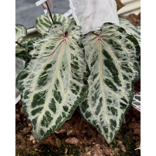纵野店销专用 /水晶花烛 室内热带观叶植物天南星科观赏性强