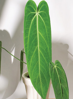 纵野 / 翡翠后x火鹤后花烛 天南星科热植室内趣味盆栽好养