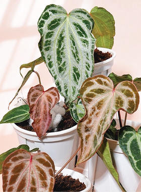 纵野 / 羽络花烛【FTG杂红珊瑚】 天南星科室内观叶植物盆景绿植