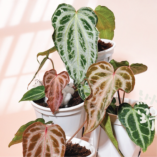 纵野 / 羽络花烛【FTG杂红珊瑚】 天南星科室内观叶植物盆景绿植