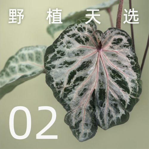 纵野/2号直播专拍 绿植盆栽室内装饰大型观叶植物包邮