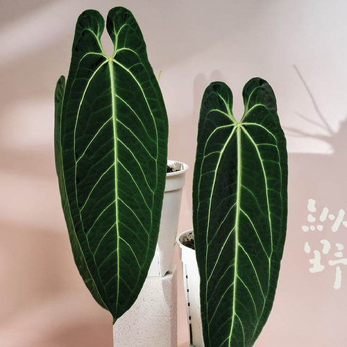 纵野 / 火鹤后花烛 天南星科室内吸甲醛的绿植观叶