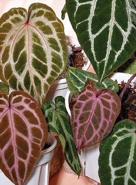 纵野 / 闪电 花烛【巧克力x红水晶杂红色骨纹】 室内热带植物花烛