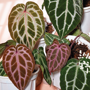 纵野 / 闪电 花烛【巧克力x红水晶杂红色骨纹】 室内热带植物花烛