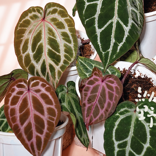 纵野 / 闪电 花烛【巧克力x红水晶杂红色骨纹】 室内热带植物花烛