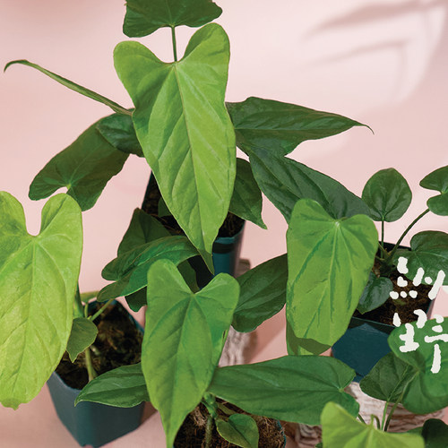 纵野 / 巴劳恩花烛小苗 天南星科大型装饰绿植室内观叶植物盆栽