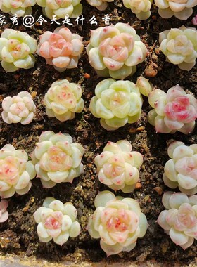 多肉植物种子 奶糕 梦露杂交新品 爪系 糖心珍妮 满38包邮