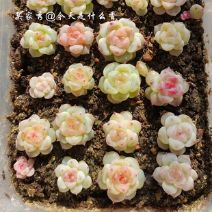 多肉植物种子 奶糕 梦露杂交新品 爪系 糖心珍妮 满38包邮