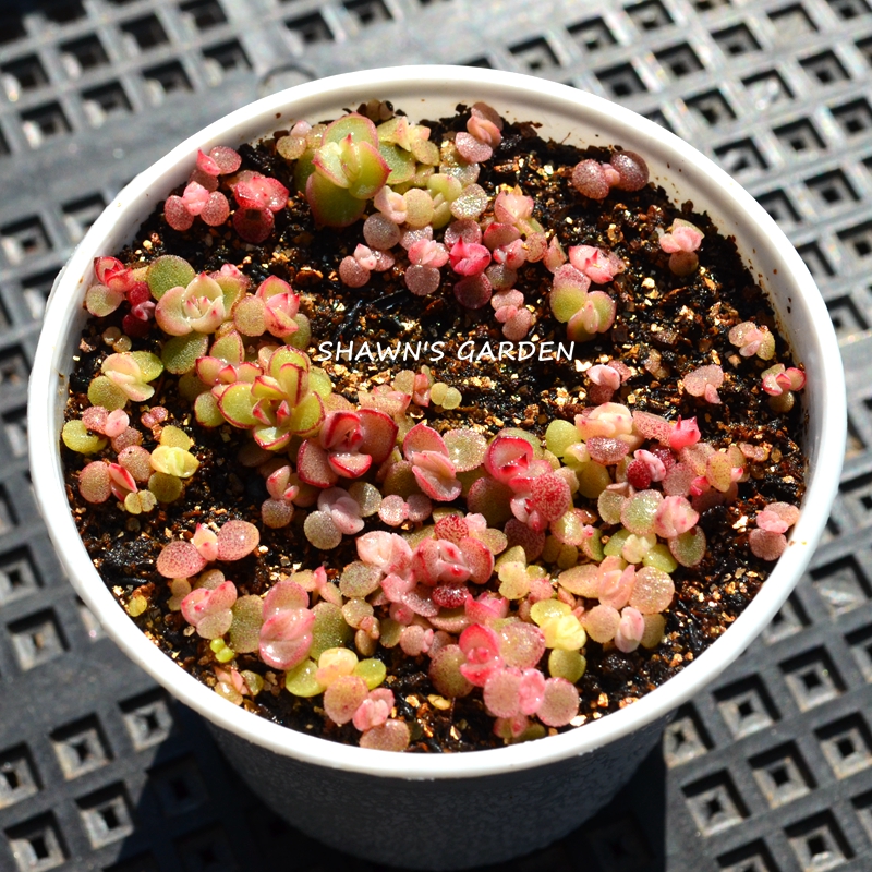 多肉植物种子 盲盒200粒包邮 新手播种套餐送盆土 糖心珍妮 冰玉