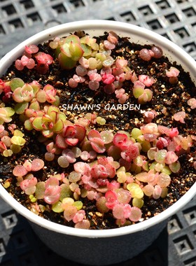 多肉植物种子 盲盒200粒包邮 新手播种套餐送盆土 糖心珍妮 冰玉