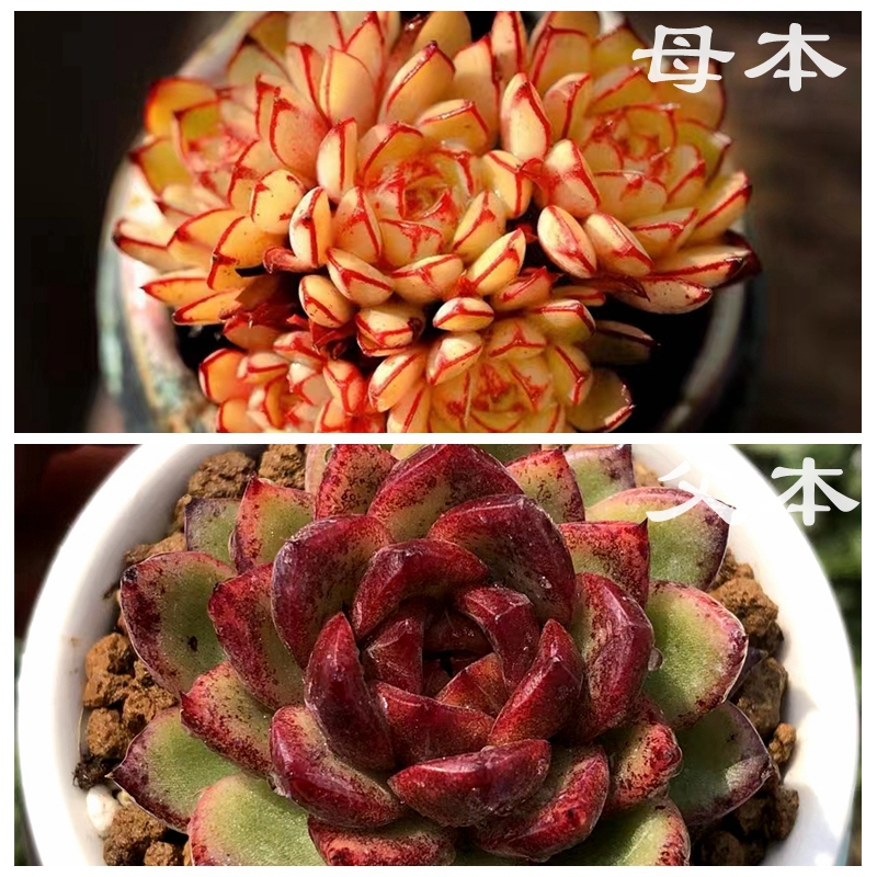 多肉植物种子 灰姑娘x黑玫瑰 种子10粒 满38包邮 23年新收