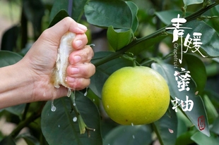 爆汁台湾青皮葡萄柚带箱青媛甜蜜柚水果柚子台湾纯新鲜葡萄青柚