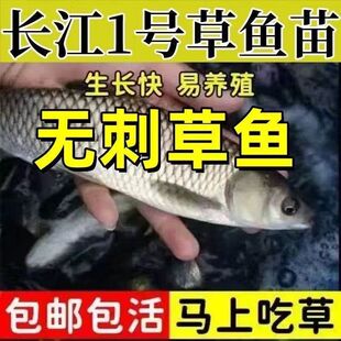 无刺大草鱼鱼苗淡水养殖食用皖鱼特大规格半斤脆肉活体20厘米