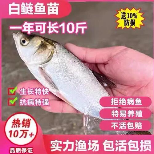 白鲢鲢鱼花鲢鱼大头鱼苗淡水养殖食用胖头鱼半斤鲢鳙鱼苗雄鱼苗