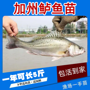 大品种优质鲈鱼苗加州鲈鱼苗路亚苗大口黑鲈鱼苗冷水淡水养殖鱼苗